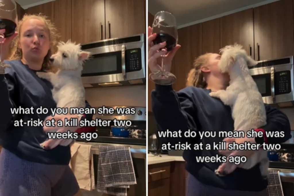 Westie in pericolo: due settimane dopo, la sua vita è cambiata radicalmente.