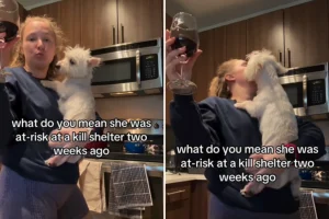 Westie in pericolo: due settimane dopo, la sua vita è cambiata radicalmente.