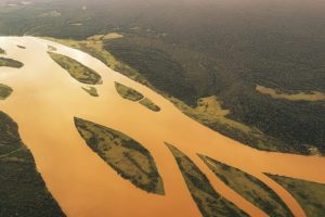 Un anno positivo per le foreste: meno cambiamenti di quanto appaia realmente.