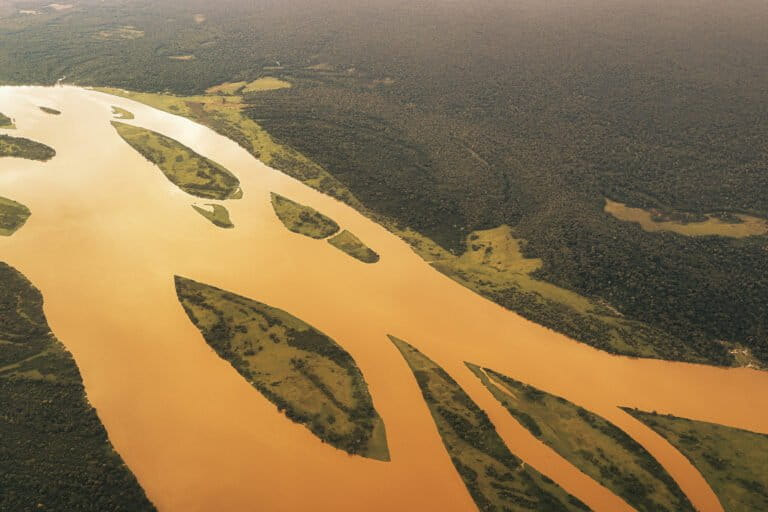 Un anno positivo per le foreste: meno cambiamenti di quanto appaia realmente.