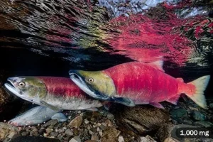 Pesci grassi ricchi di Omega-3: i migliori esempi da scegliere ora