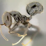 Studio rivela un drastico calo delle specie di formiche native nelle Fiji nel corso dei secoli.