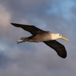 Proteggere i corridoi marini può salvare le popolazioni di uccelli marini in declino.