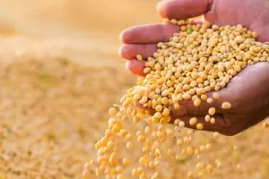 Benefici sorprendenti della soia per una dieta sana e bilanciata