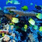 Consiglio propone di aprire i monumenti marini del Pacifico americano alla pesca commerciale.