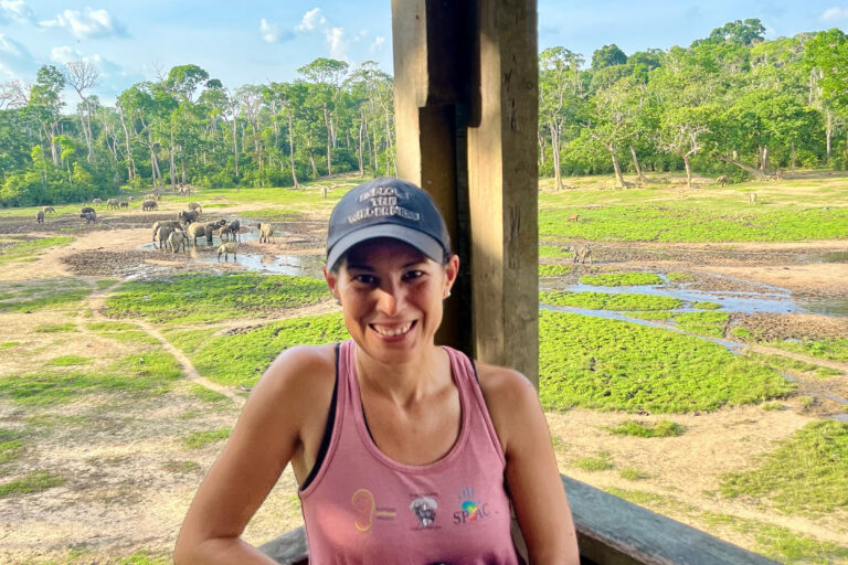 Studio della più grande riunione di elefanti della foresta attraverso suoni e osservazioni sul campo.