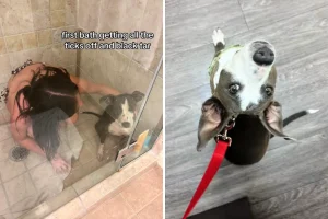 Lacrime di un adolescente in vacanza si trasformano in un legame con un cane abbandonato.