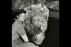 Muore a 72 anni Nan Schaffer, veterinaria pioniera nella riproduzione dei rinoceronti.