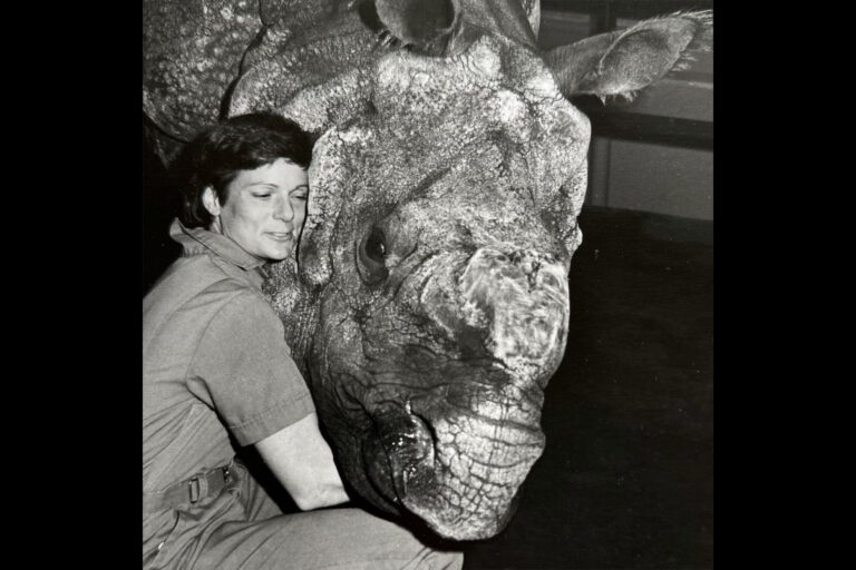 Muore a 72 anni Nan Schaffer, veterinaria pioniera nella riproduzione dei rinoceronti.