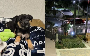 Uomo abbandona cucciolo nel deserto dei coyote alle 3:30 del mattino.