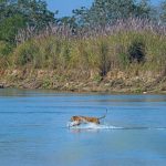 Nepal crea un parco per tigri, affrontando attacchi preoccupanti nella comunità locale.