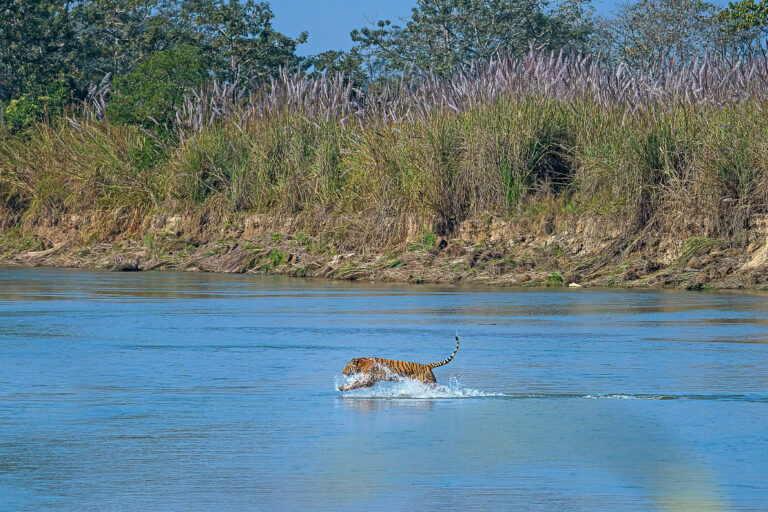 Nepal crea un parco per tigri, affrontando attacchi preoccupanti nella comunità locale.