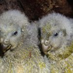 Stagione di riproduzione record per i kākāpō: 95 pulcini rari sono nati!