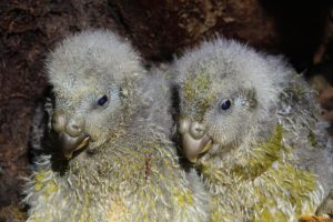 Stagione di riproduzione record per i kākāpō: 95 pulcini rari sono nati!