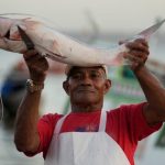Nuove leggi per proteggere il pesce gatto migratore dell’Amazzonia in diversi paesi.