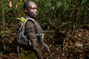 Aumento del consumo di animali selvatici in Africa centrale, secondo uno studio recente.