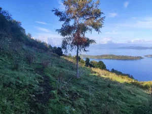 Neya avvia un ambizioso progetto di riforestazione in Cile su 170 ettari.