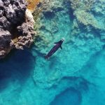 Caverna nascosta potrebbe proteggere foca più rara al mondo dall’incontro con l’uomo.