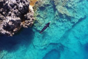 Caverna nascosta potrebbe proteggere foca più rara al mondo dall’incontro con l’uomo.