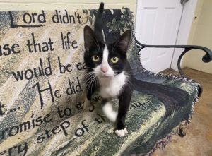 Incredibile Agnus: Un cucciolo gioioso pronto a riempire la tua vita di amore!