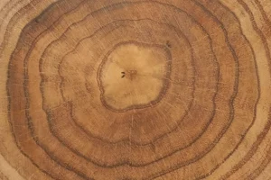 Anelli degli alberi svelano i cambiamenti climatici nell’Amazonia. Un’emergenza da non sottovalutare.