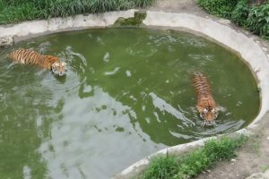 Nepal pronto a cedere progetto del mega zoo a ente per la conservazione della natura.