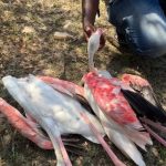 Morti di fenicotteri in Sri Lanka sollevano timori per le infrastrutture nei wetlands.