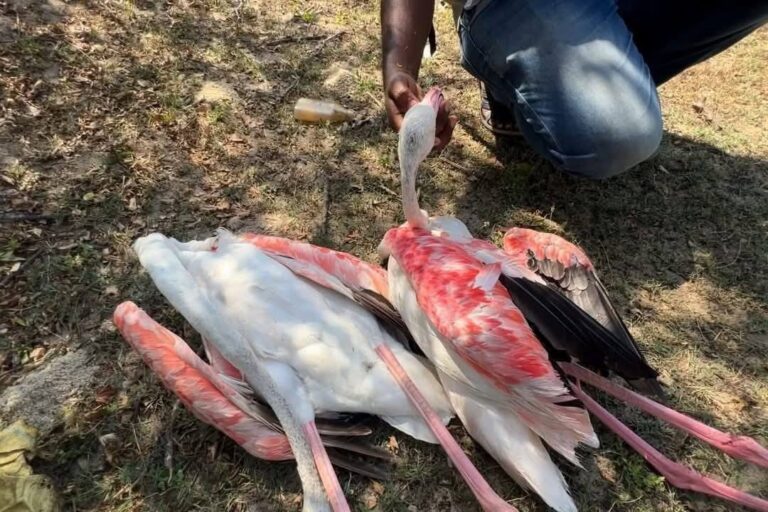 Morti di fenicotteri in Sri Lanka sollevano timori per le infrastrutture nei wetlands.