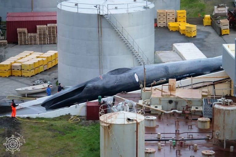 L’Islanda riprenderà la caccia alle balene quest’estate, suscitando polemiche e preoccupazioni ambientali.