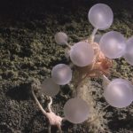 Scoperti oltre 1.000 nuovi species marini, tra cui lo squalo fantasma e la spugna carnivora.