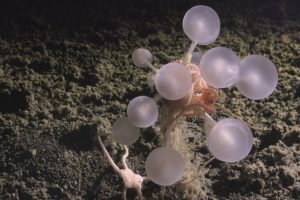 Scoperti oltre 1.000 nuovi species marini, tra cui lo squalo fantasma e la spugna carnivora.