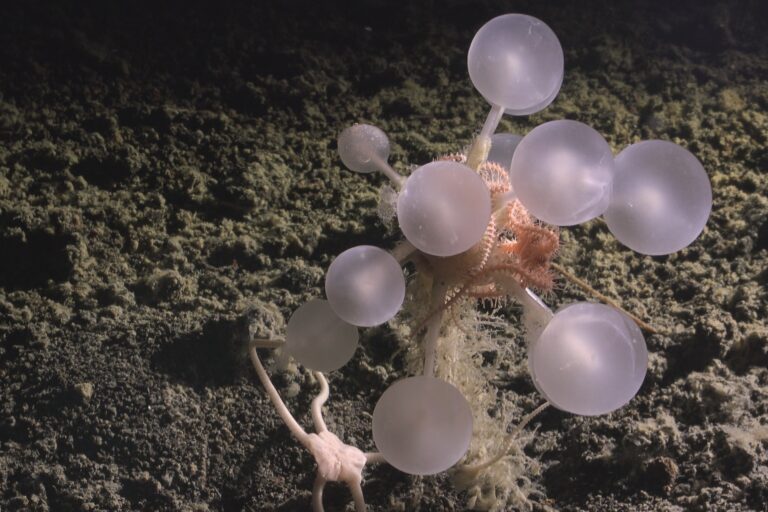 Scoperti oltre 1.000 nuovi species marini, tra cui lo squalo fantasma e la spugna carnivora.