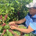 Caffè honduregno: la conformità EUDR richiede cambiamenti nelle abitudini tradizionali degli agricoltori.