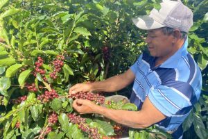 Caffè honduregno: la conformità EUDR richiede cambiamenti nelle abitudini tradizionali degli agricoltori.