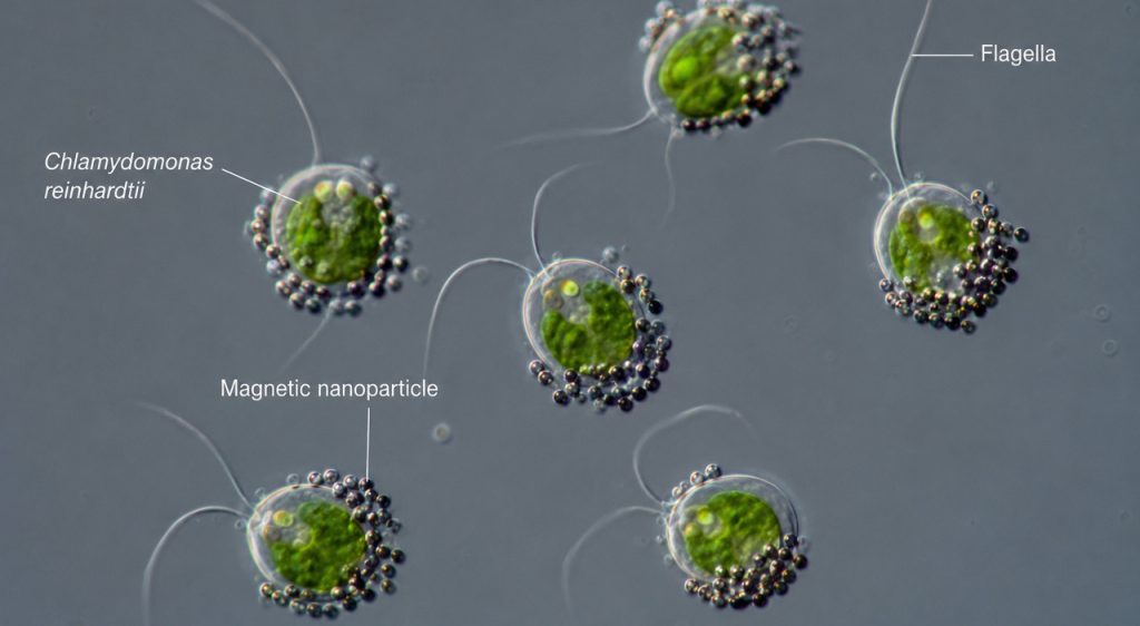 Microbot con alghe: ferite curate e farmaci trasportati grazie a luce e magneti