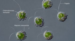 Microbot con alghe: ferite curate e farmaci trasportati grazie a luce e magneti.