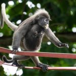 Un ponte in Malesia favorisce la coesistenza tra languri in pericolo e umani.