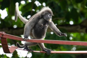 Un ponte in Malesia favorisce la coesistenza tra languri in pericolo e umani.
