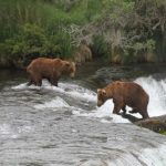 Agenti della fauna in Alaska possono abbattere orsi per proteggere i caribù, decide il giudice.