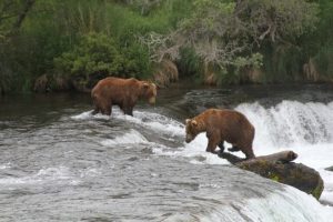 Agenti della fauna in Alaska possono abbattere orsi per proteggere i caribù, decide il giudice.