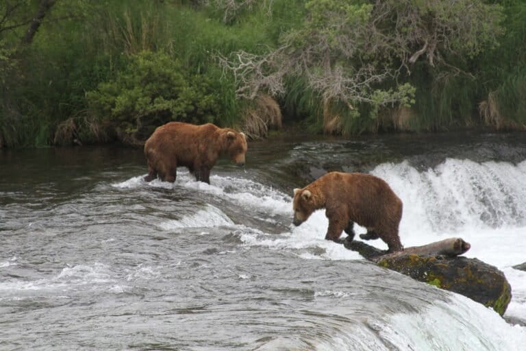 Agenti della fauna in Alaska possono abbattere orsi per proteggere i caribù, decide il giudice.