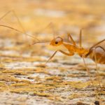 L’impatto delle specie invasive: quanto sofferenza arrecano? Ricercatori a lavoro per misurarlo.