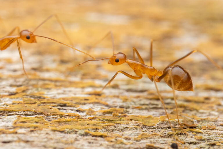 L’impatto delle specie invasive: quanto sofferenza arrecano? Ricercatori a lavoro per misurarlo.