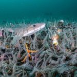 La vita marina triplica dopo il divieto di pesca al traino in Scozia.