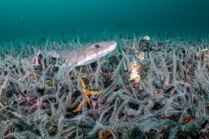 La vita marina triplica dopo il divieto di pesca al traino in Scozia.