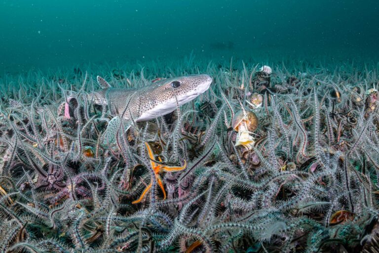 La vita marina triplica dopo il divieto di pesca al traino in Scozia.