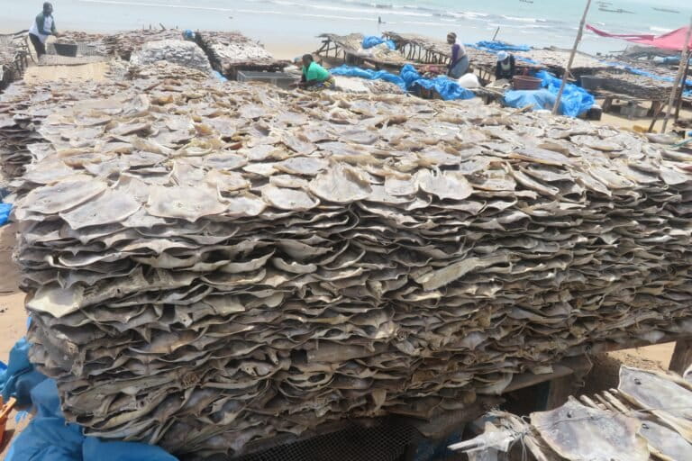 Pesca artigianale in Senegal: alto numero di squali e mante in pericolo, secondo uno studio.