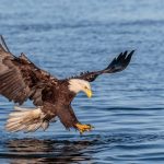 Uomo del Texas condannato per acquisto di parti di aquila da un traffico di animali.