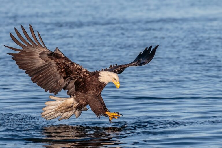 Uomo del Texas condannato per acquisto di parti di aquila da un traffico di animali.