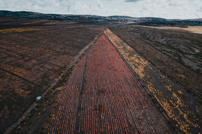 Dopo il boom della quinoa, agricoltori boliviani affrontano suoli degradati e stress climatico.
